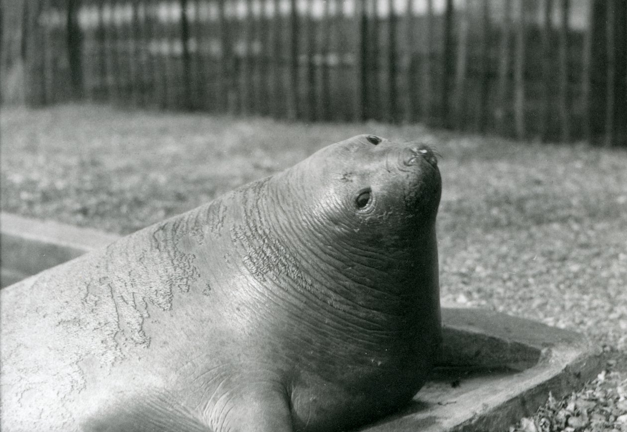 Elephant Seal lepää uima-altaassa Lontoon eläintarhassa vuonna 1930 (m/v kuva) tekijältä Frederick William Bond