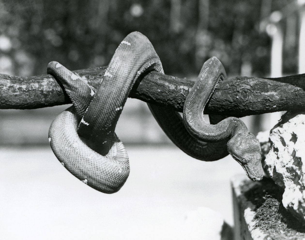 Emerald Tree Boa, jonka runko on kiertynyt vaakasuoraa oksaa pitkin, katsoen alas kohti maata, Lontoon eläintarha, lokakuu 1928 (b/w kuva) tekijältä Frederick William Bond