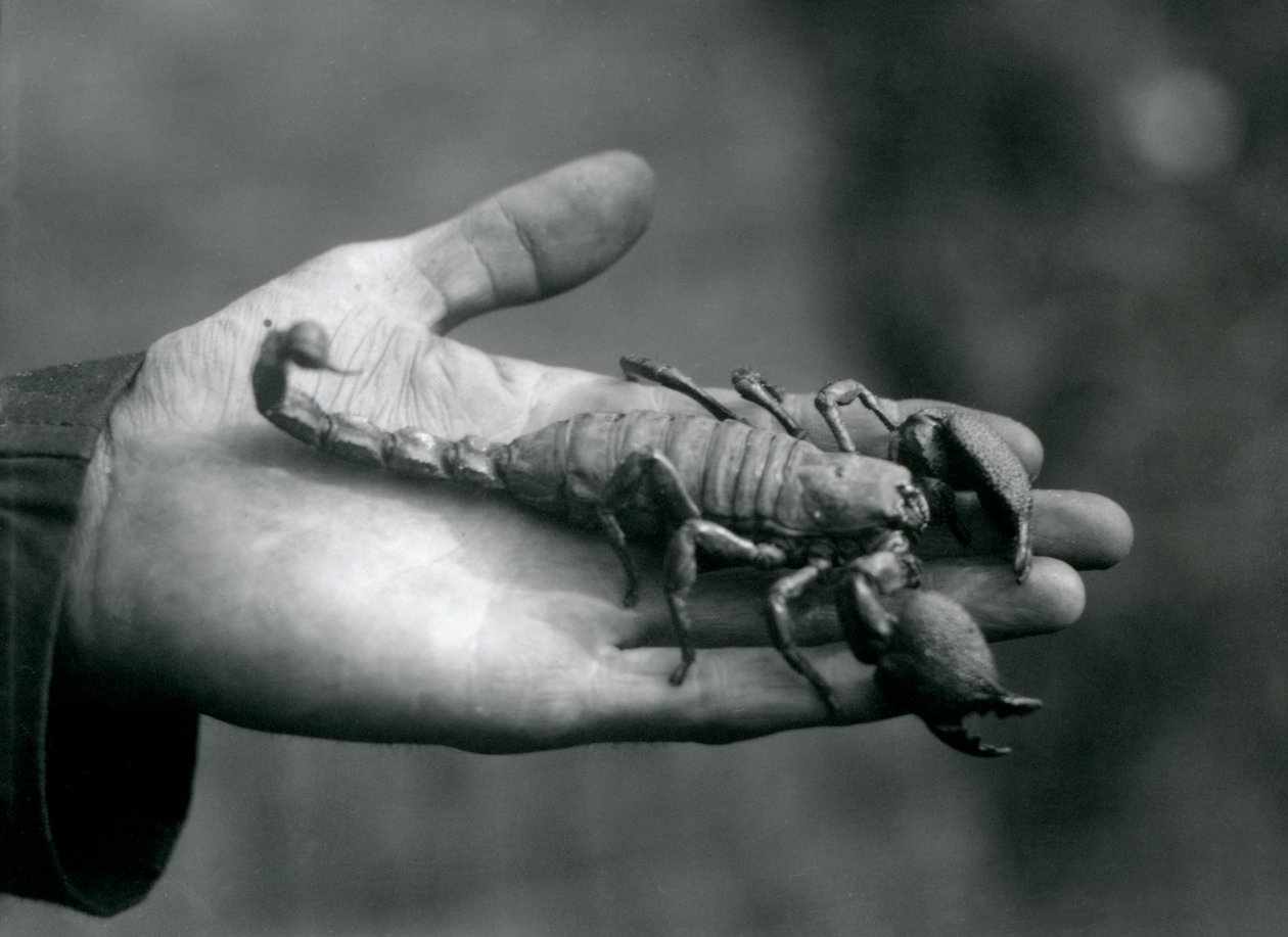 Keisariskorpioni eläintenhoitajan kämmenellä, Lontoon eläintarha, lokakuu 1925. tekijältä Frederick William Bond
