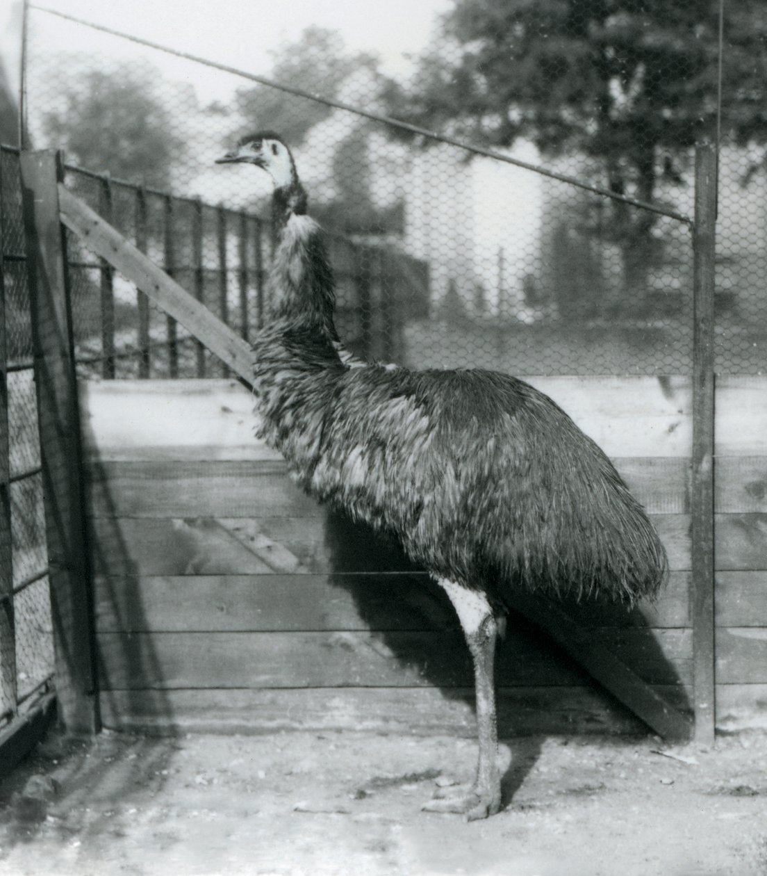 Emu Lontoon eläintarhassa syyskuussa 1927 tekijältä Frederick William Bond
