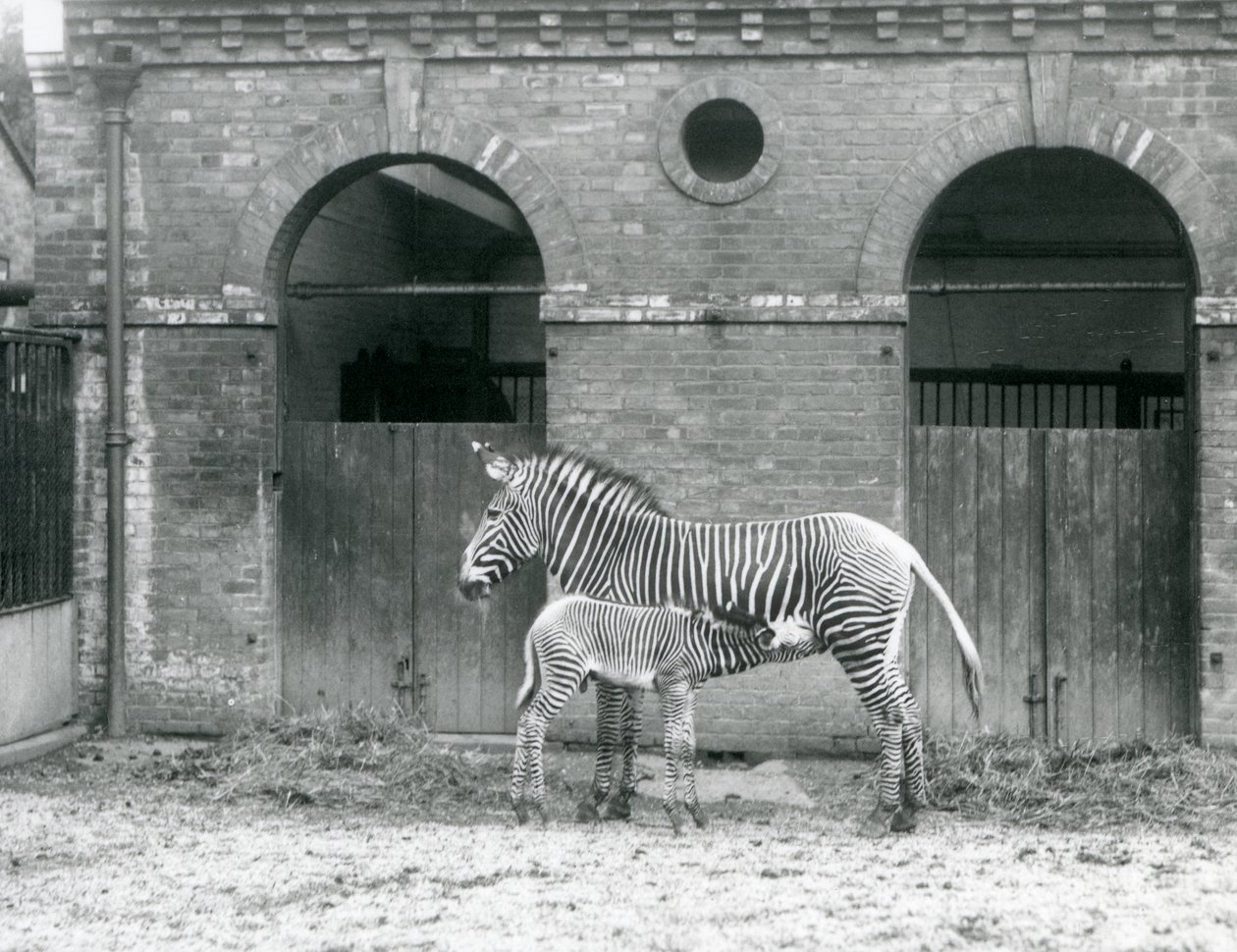 Uhanalainen Grevys Imperial -seepra ruokkii varsaansa Lontoon eläintarhassa vuonna 1927. tekijältä Frederick William Bond