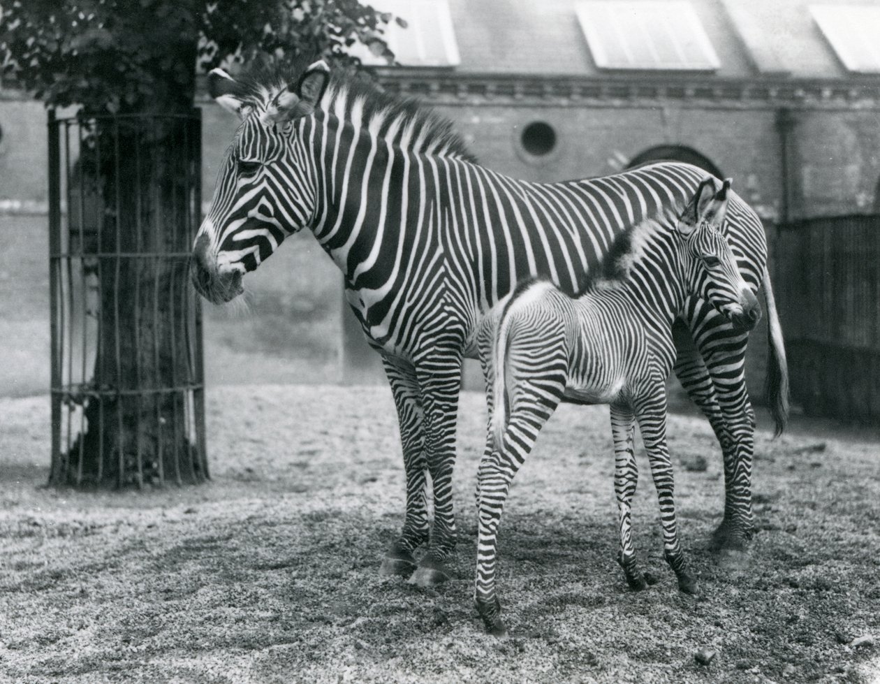 Uhanalainen Grevy
