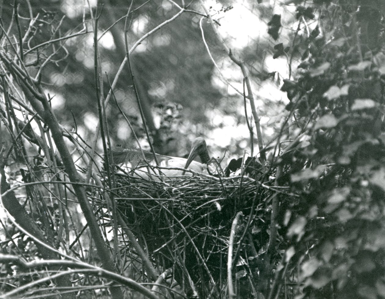 Ibis istuu pesällään Lontoon eläintarhassa vuonna 1924 tekijältä Frederick William Bond