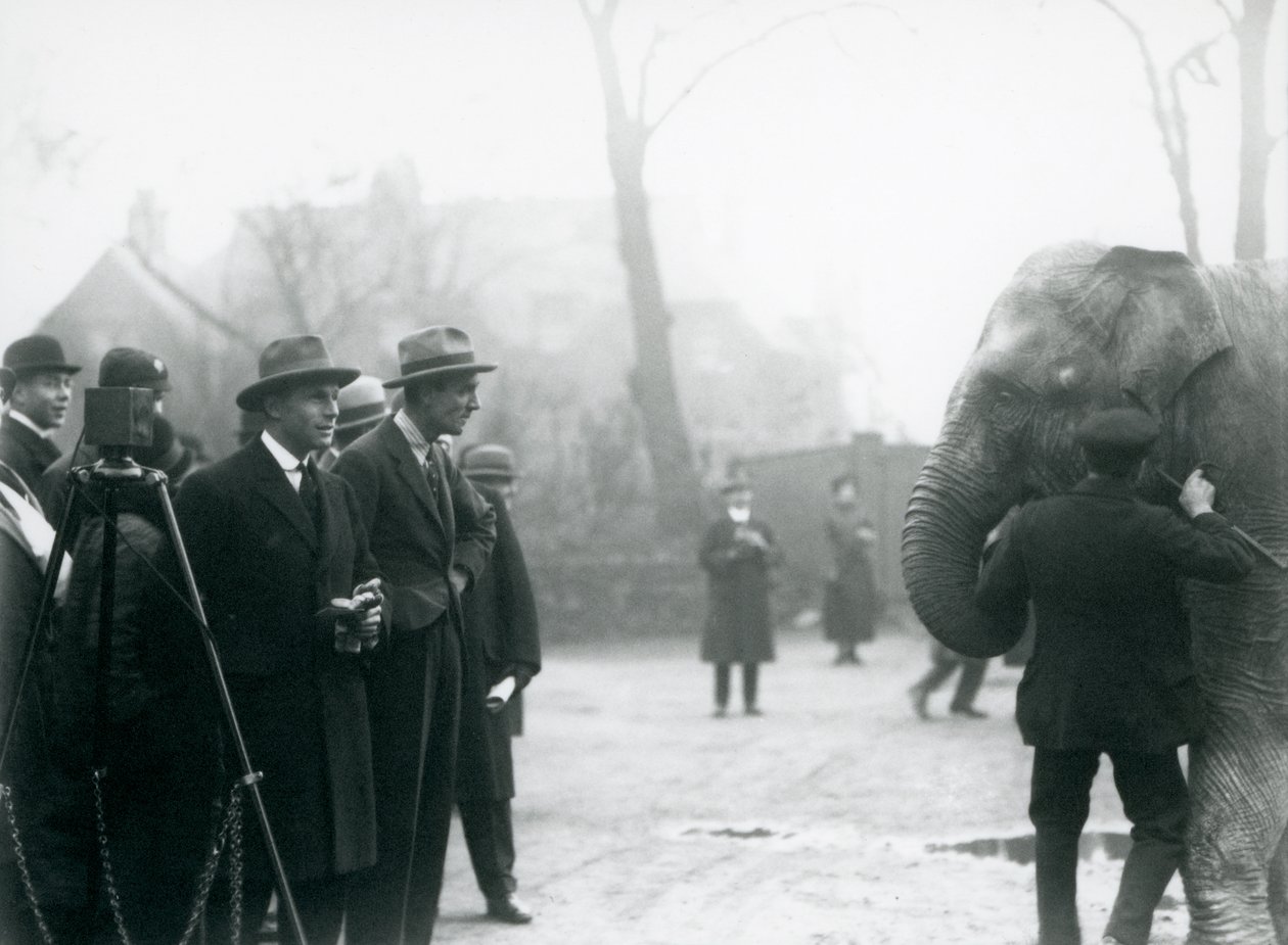 Intiaanielefantti, mahdollisesti Sundermalah, osallistumassa ulkoiseen lähetykseen Lontoon eläintarhasta, 1925 tekijältä Frederick William Bond