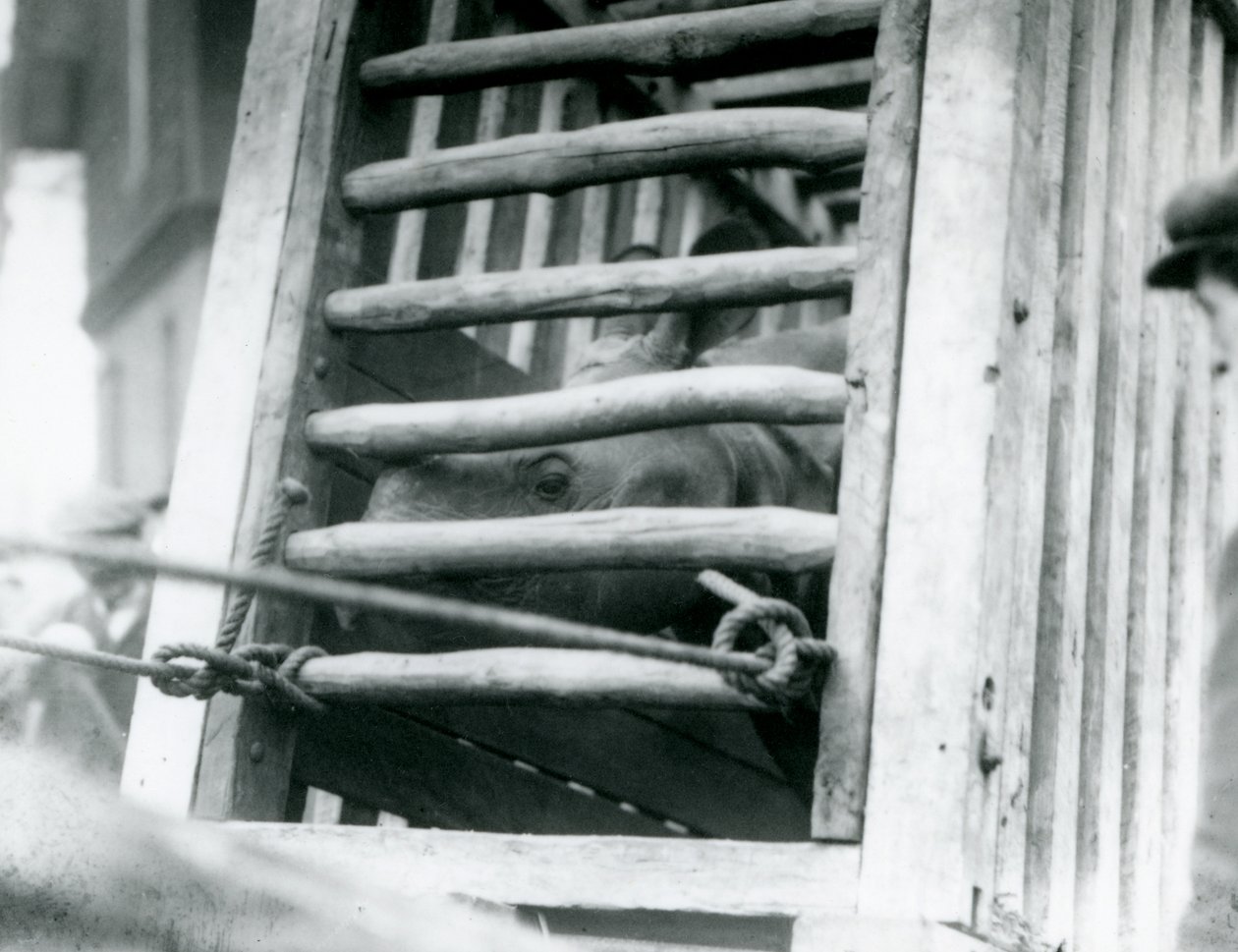 Intiaanisarvikuono kurkistaa ulos puisesta kuljetuslaatikostaan saapuessaan Lontoon eläintarhaan vuonna 1924 tekijältä Frederick William Bond