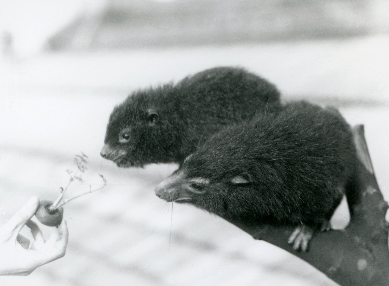 Aikuinen ja nuori Western Tree Hyrax istuu oksalla ja kumartuu porkkanan latvaan, jota pidetään heidän syötäväkseen, Lontoon eläintarha tekijältä Frederick William Bond