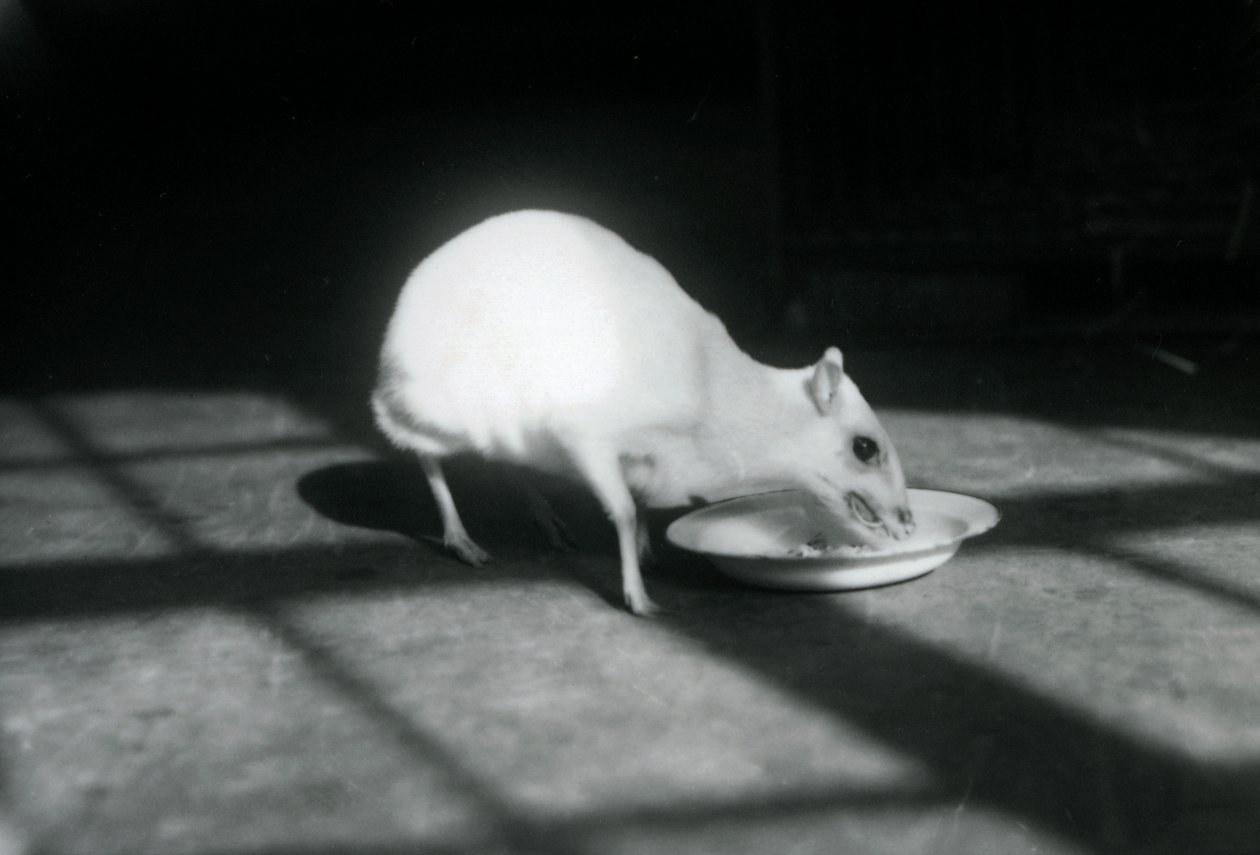 Albiino chevrotain syömässä lautaselta, Lontoon eläintarha, joulukuu 1926. tekijältä Frederick William Bond