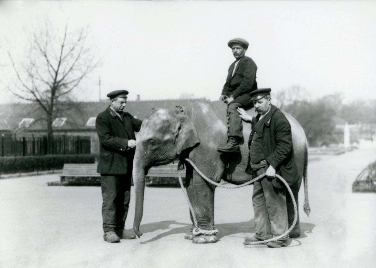 Intiaanielefantin vauva Keepers A. Churchin ja H. Robertsonin kanssa Lontoon eläintarhassa, kesäkuu 1922 tekijältä Frederick William Bond