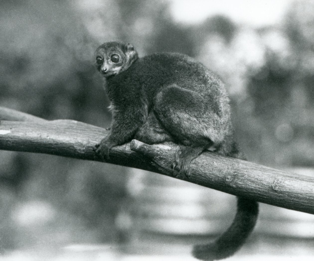 Uhanalainen Coquerel