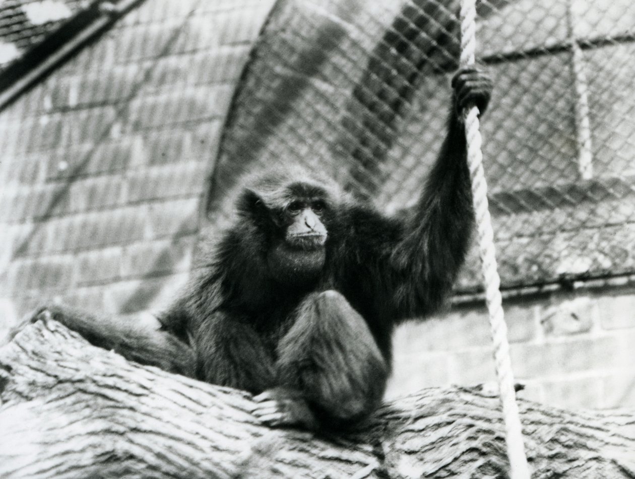 Uhanalainen Siamang-gibbon istuu puun päällä, kädessään köysi, Lontoon eläintarha, 1927 tekijältä Frederick William Bond