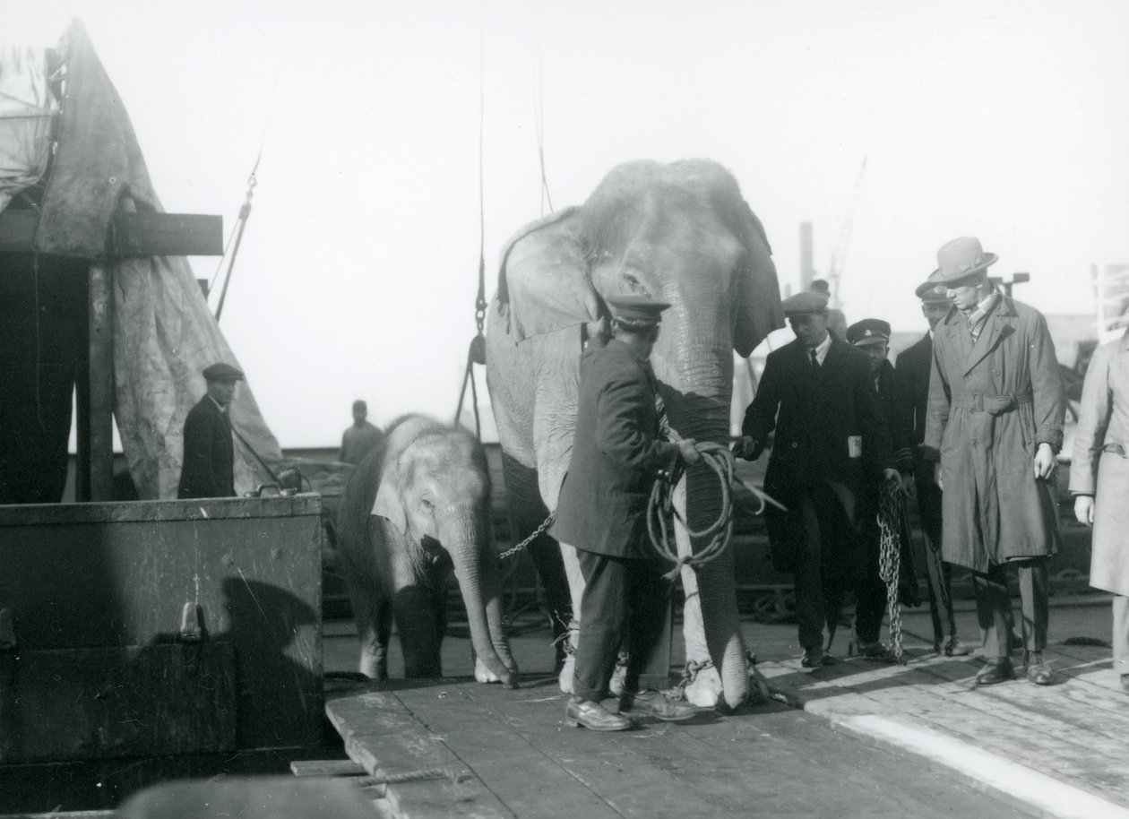 Aasialaisnorsuja nousemassa laivasta matkalla Lontoon eläintarhaan vuonna 1927. tekijältä Frederick William Bond