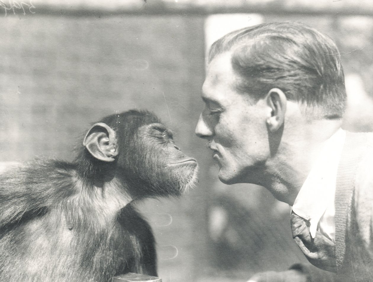 Booboo simpanssi ja John Shelly ZSL Lontoon eläintarhassa, syyskuu 1927 tekijältä Frederick William Bond