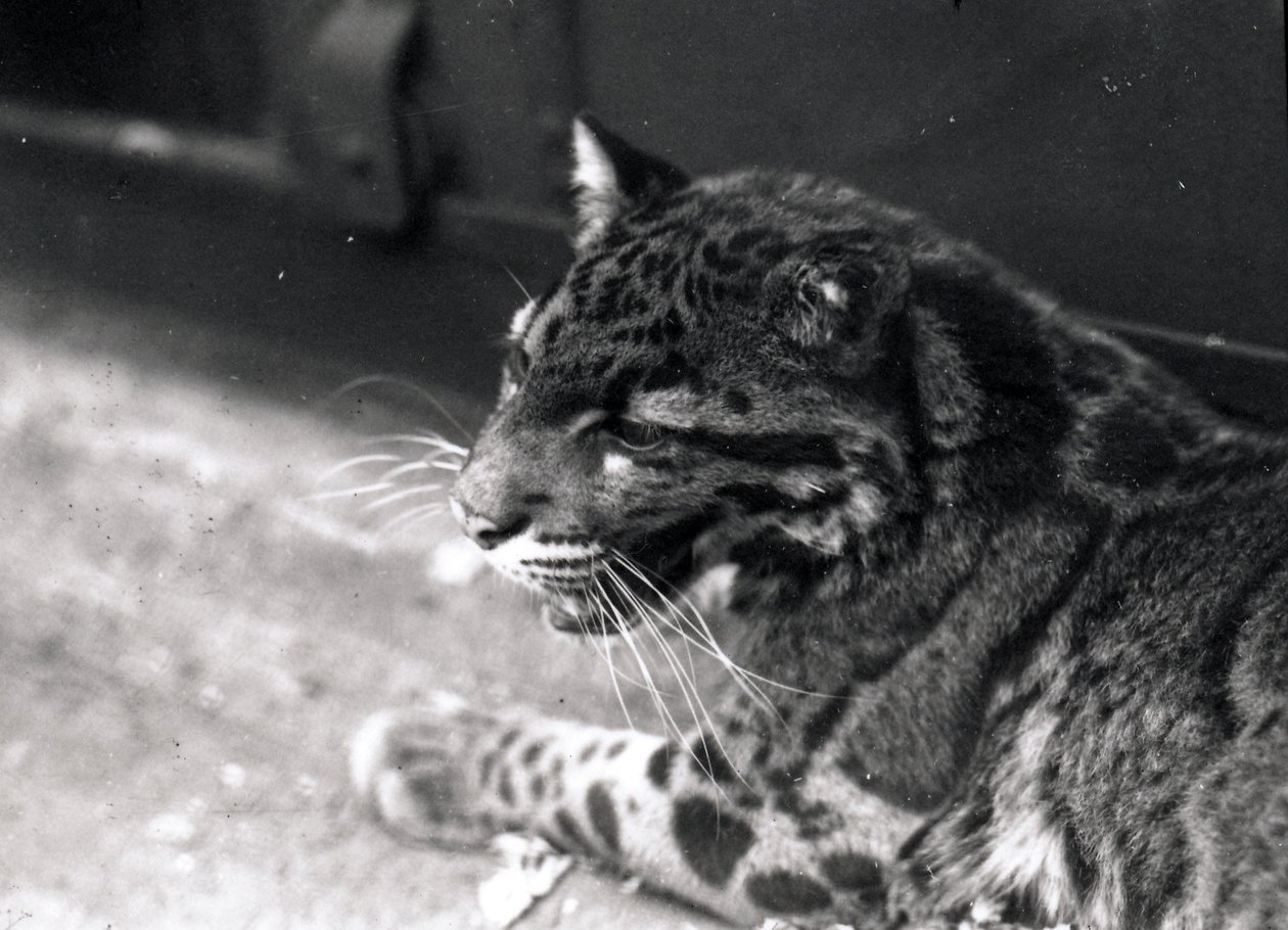 Pilvinen leopardi, 1922 tekijältä Frederick William Bond