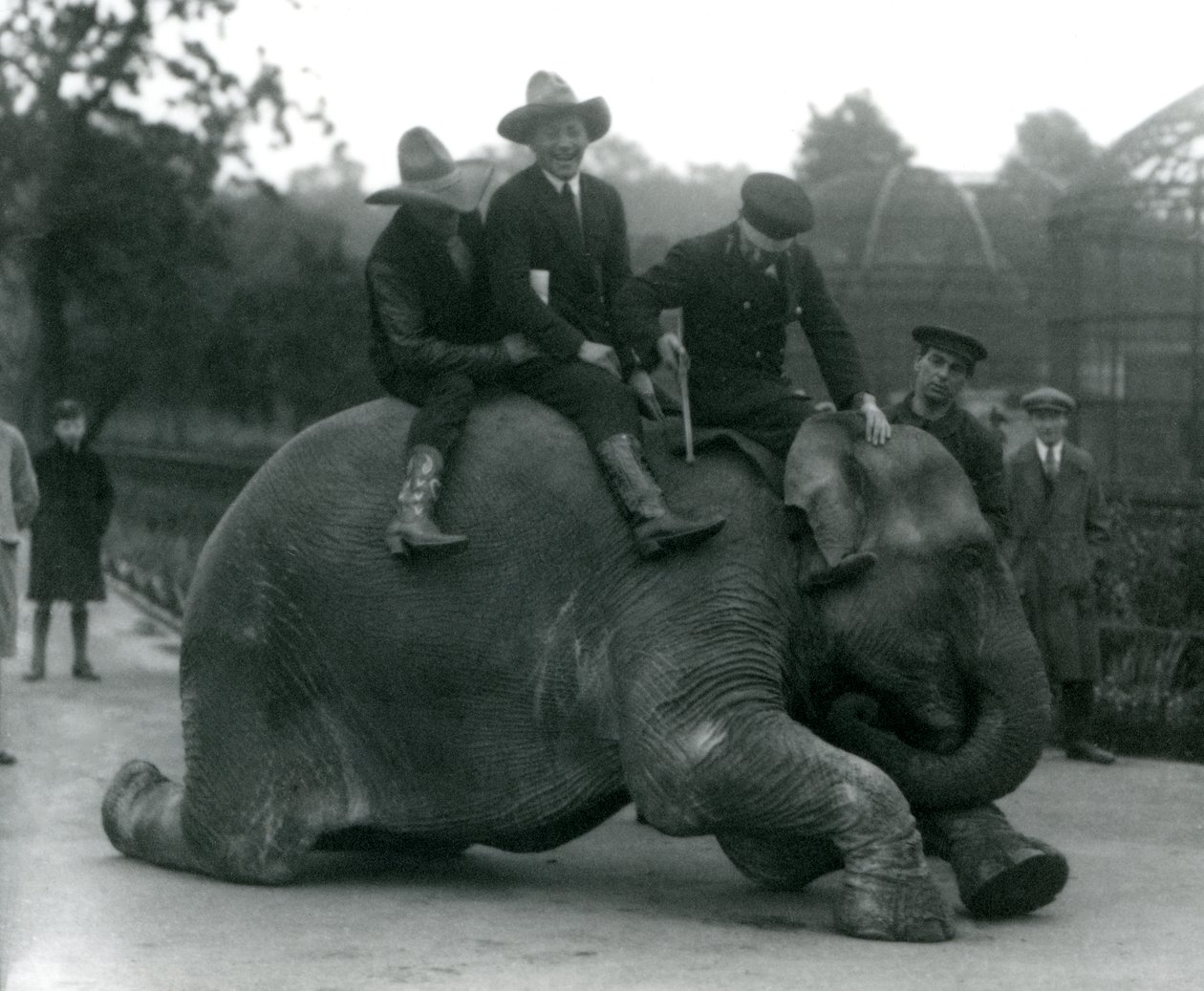 Cowboyt ja kouluttaja naaras Intian Elephant Sundermalah kanssa vierailulla Lontoon eläintarhassa vuonna 1924 tekijältä Frederick William Bond