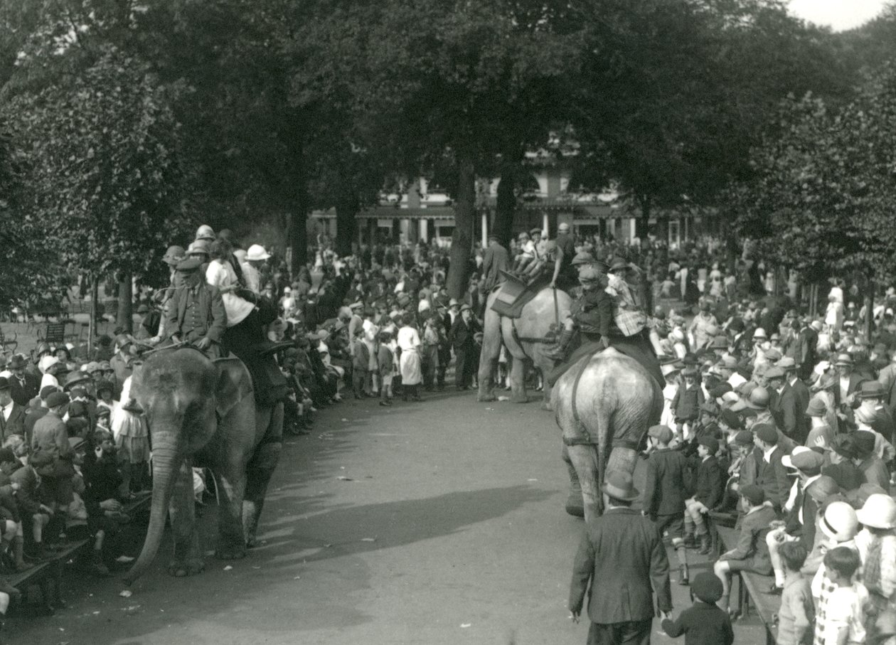 Elephant Rides, jossa kolme aasialaista norsua katselivat katselijajoukot Lontoon eläintarhassa elokuussa 1926 (m/v kuva) tekijältä Frederick William Bond