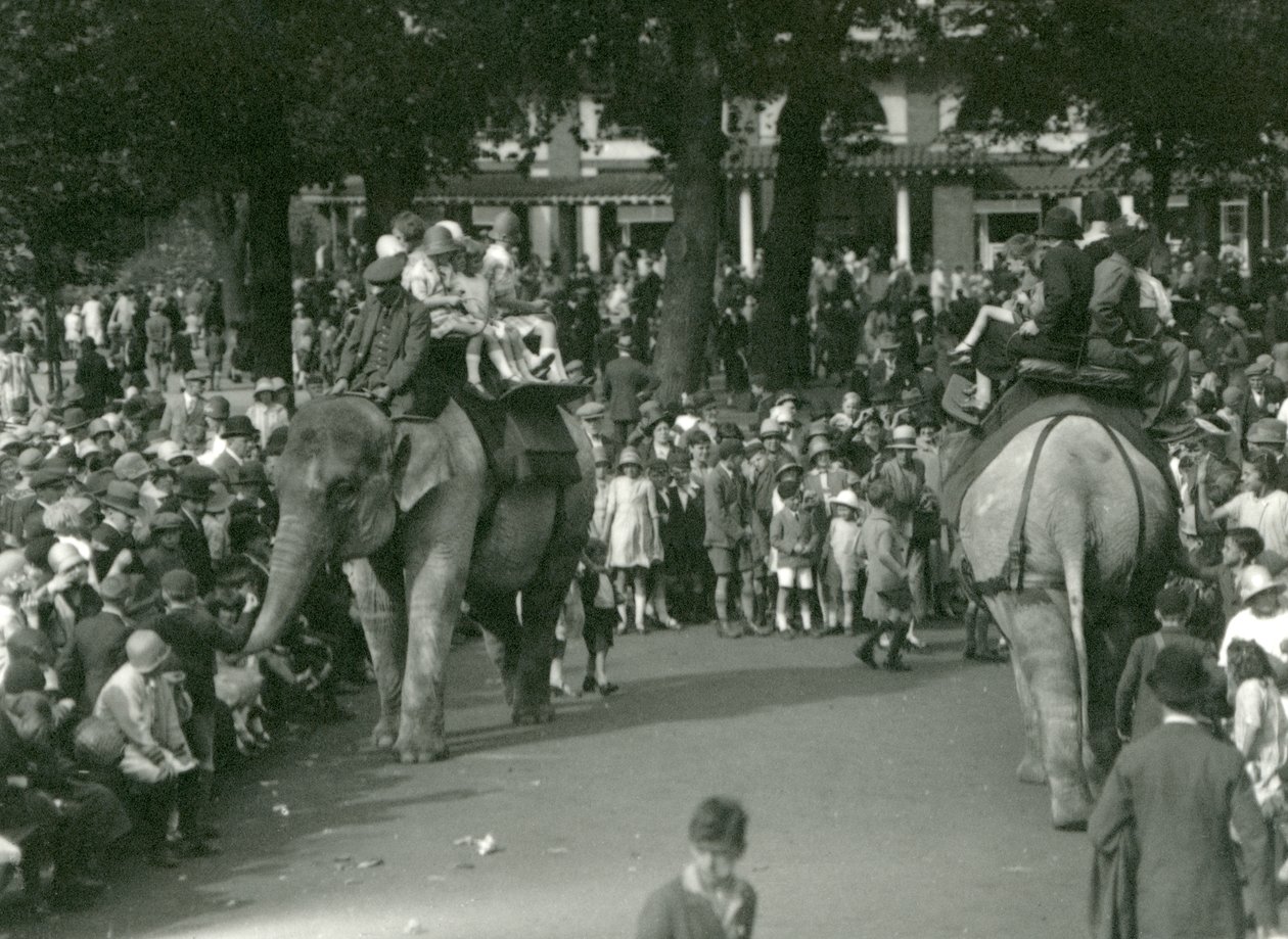 Elephant Rides, jossa kaksi aasialaista norsua katselivat yleisöä Lontoon eläintarhassa elokuussa 1926 (m/v kuva) tekijältä Frederick William Bond