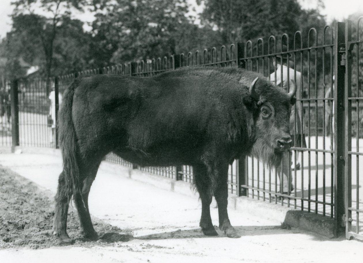 Euroopan biisoni 