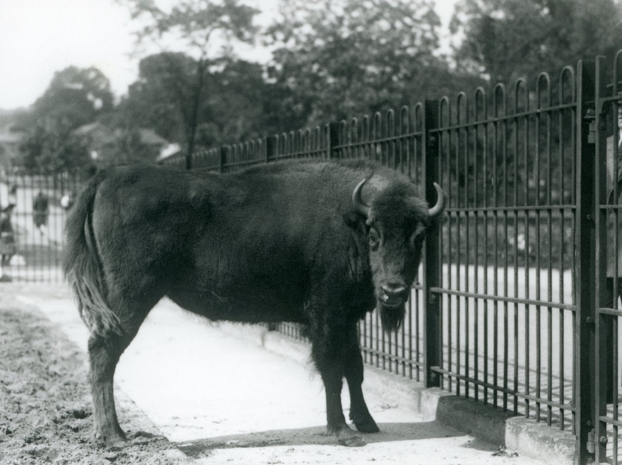 Euroopan biisoni Georgina karsinansa kaltereilla, Lontoon eläintarha, 12. elokuuta 1926. tekijältä Frederick William Bond