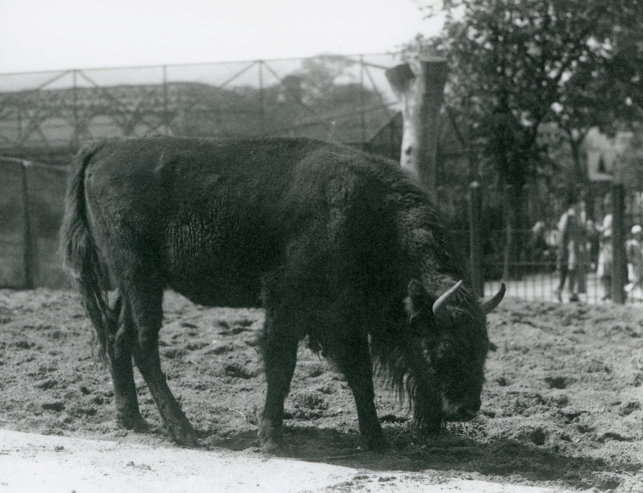 Euroopan biisoni Julia syö ruohoa tarhassaan, Lontoon eläintarha, 12. elokuuta 1926. tekijältä Frederick William Bond