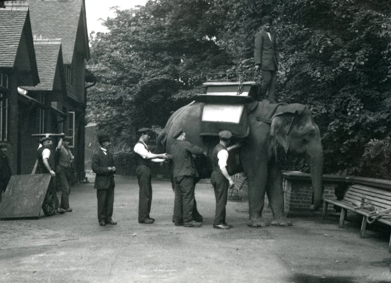 Naaras Aasiannorsu "Indiarani", joka on varustettu satulalla Elephant Housen pohjoispuolella. Lontoon eläintarha, elokuu 1920 tekijältä Frederick William Bond