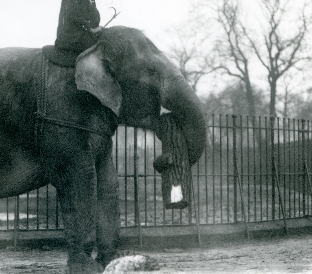 Elefant asiàtic femella, 