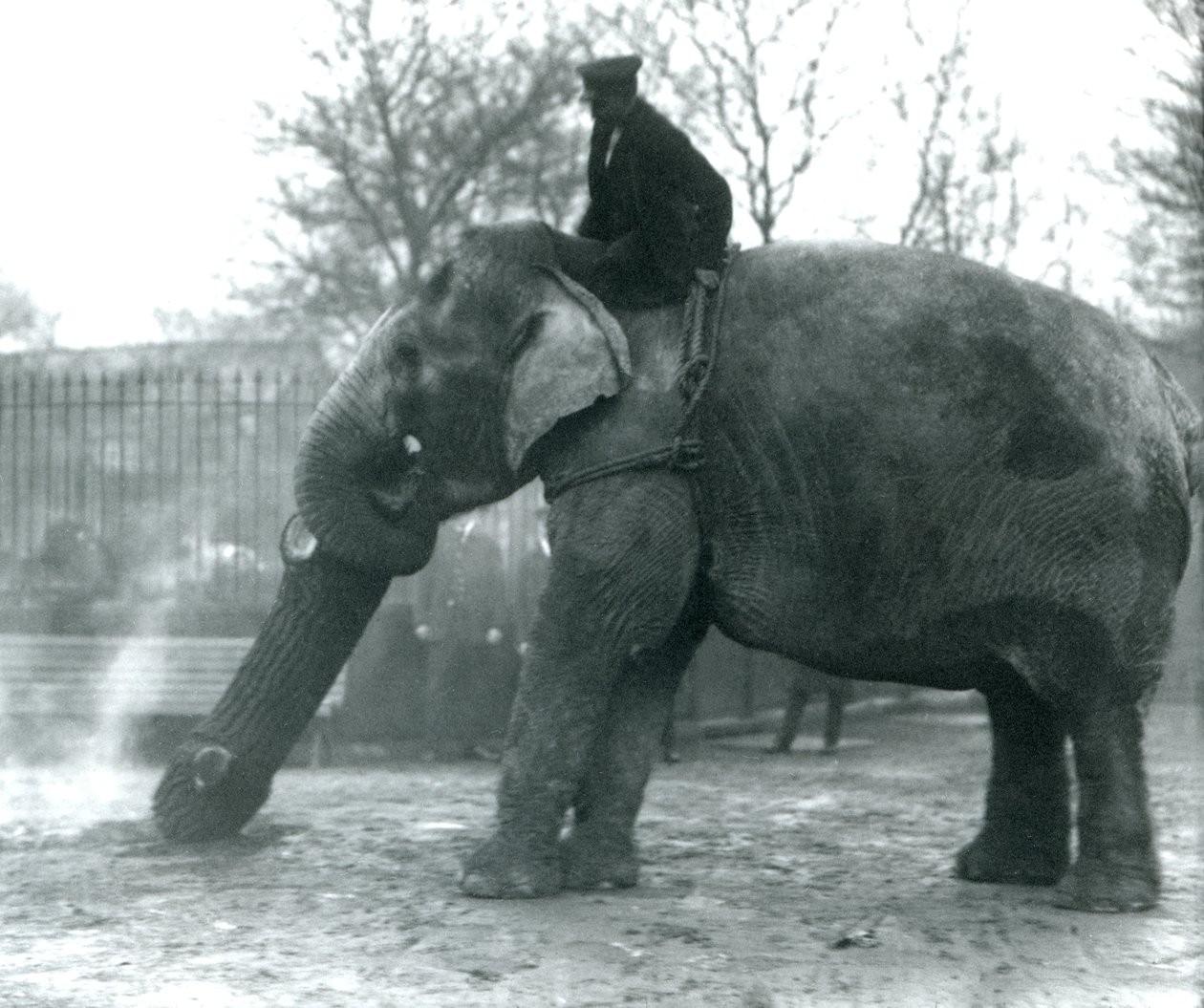 Naaras Aasiannorsu, Indianrani, liikuttaa puuta runkonsa kanssa, kun hänen vartijansa istuu selällään ohjaten häntä, Lontoon eläintarha, 1925 tekijältä Frederick William Bond