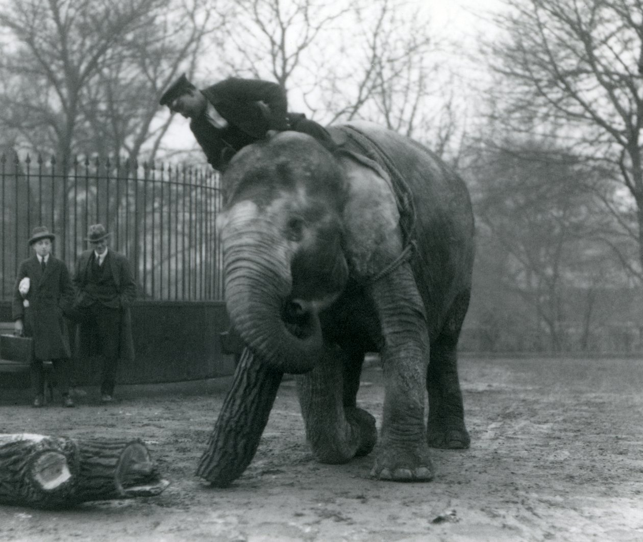 Naaras Aasiannorsu, Indianrani, siirtää puutavaraa runkollaan, kun hänen vartijansa istuu selällään ohjaten häntä ja kahta muuta ihmistä katselemassa, Lontoon eläintarha, 1925 tekijältä Frederick William Bond