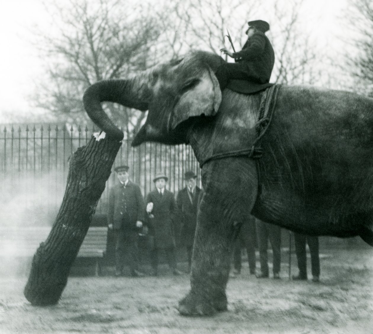 Aasialaisnorsu Indiarani liikkuu puutavaraa rungollaan, kun eläintenhoitaja istuu selällään ja ohjaa sitä, Lontoon eläintarha, 1925. tekijältä Frederick William Bond