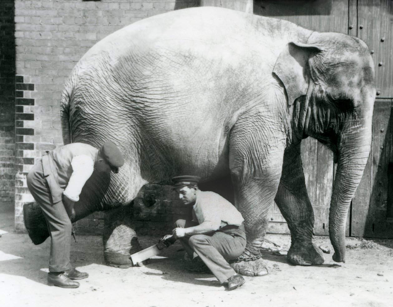Naaras Aasiannorsu Sundermalah, jonka vartijat leikkaavat jalkansa Lontoon eläintarhassa, elokuu 1926 tekijältä Frederick William Bond