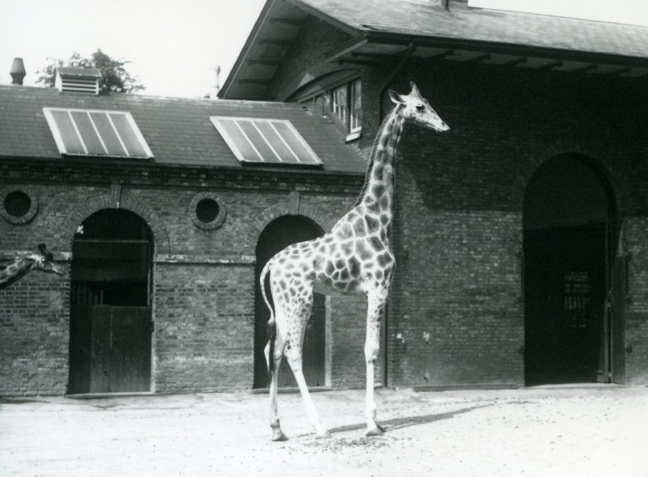 Naaraskirahvi, Maud, seisomassa aitauksessa Giraffe Housen ulkopuolella, Lontoon eläintarha, heinäkuu 1925 tekijältä Frederick William Bond