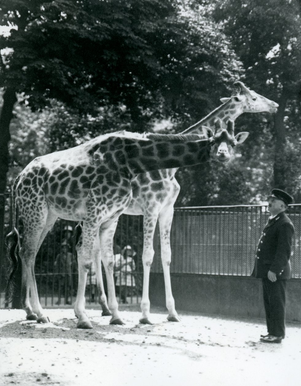 Naaraskirahvit Maud ja Maggie, pitäjä Ernie professori Bowman, Lontoon eläintarha, heinäkuu 1924 tekijältä Frederick William Bond