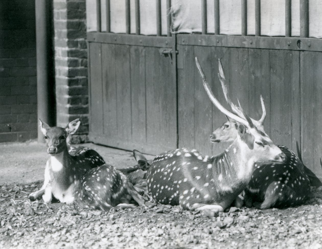 Four Axis Deer, mukaan lukien sarvet sisältävä bukki, Lontoon eläintarhassa vuonna 1924 tekijältä Frederick William Bond