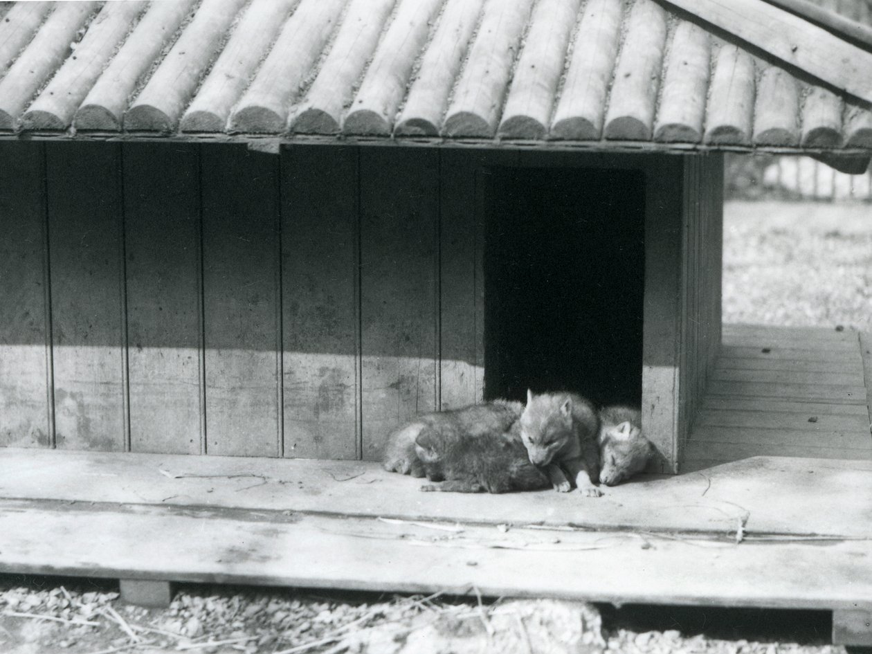 Neljä kojootinpentua lepäämässä luola-/puukennelinsä, Lontoon eläintarhan sisäänkäynnissä tekijältä Frederick William Bond