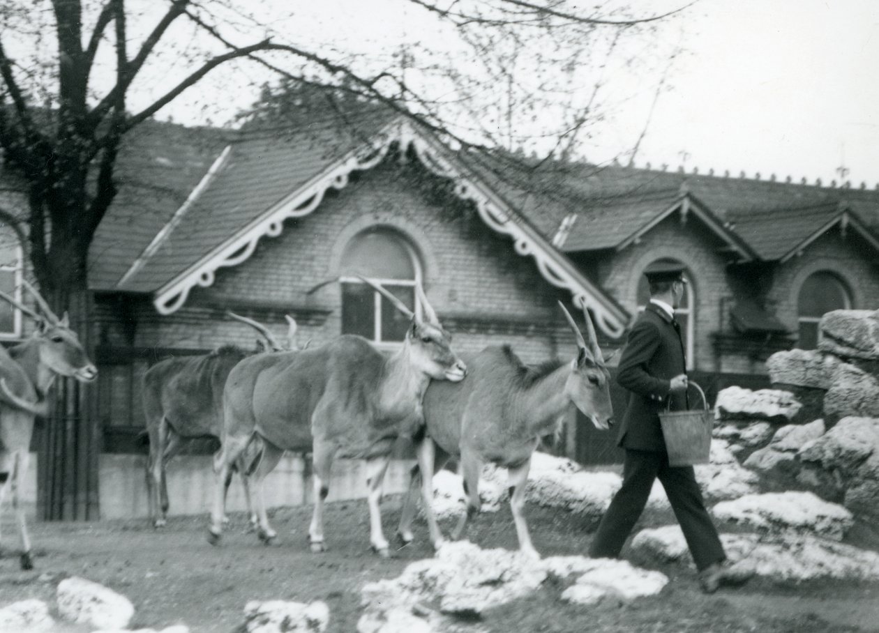Neljä elandia seuraa hoitajansa perässä ruokinta-aikana antilooppitalon ulkopuolella sijaitsevassa tarhassa, Lontoon eläintarha, kesäkuu 1925. tekijältä Frederick William Bond