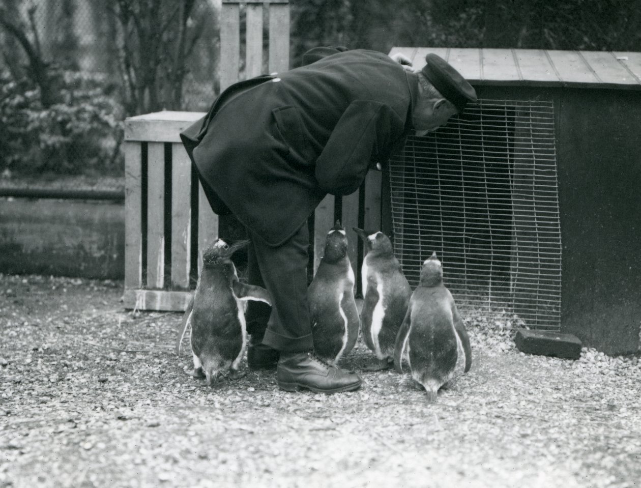 Gentoo Penguins ja vartija Albert White, Lontoon eläintarha, n. 1914 tekijältä Frederick William Bond