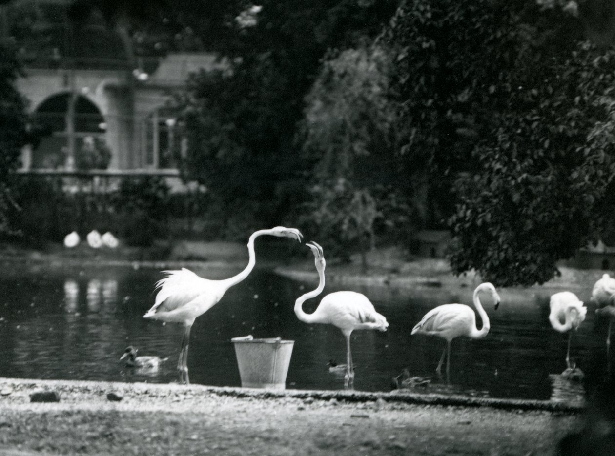 Suurflamingot järvellään Lontoon eläintarhassa vuonna 1924 tekijältä Frederick William Bond