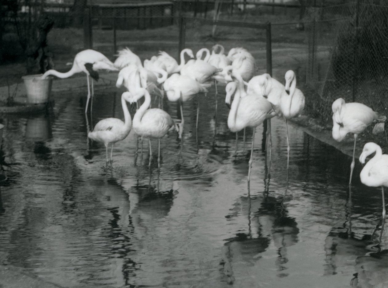 Flamingoja lammella Lontoon eläintarhassa, 1926. tekijältä Frederick William Bond