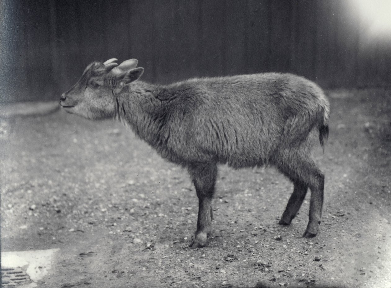 Himalajan goral Lontoon eläintarhassa, 1914. tekijältä Frederick William Bond
