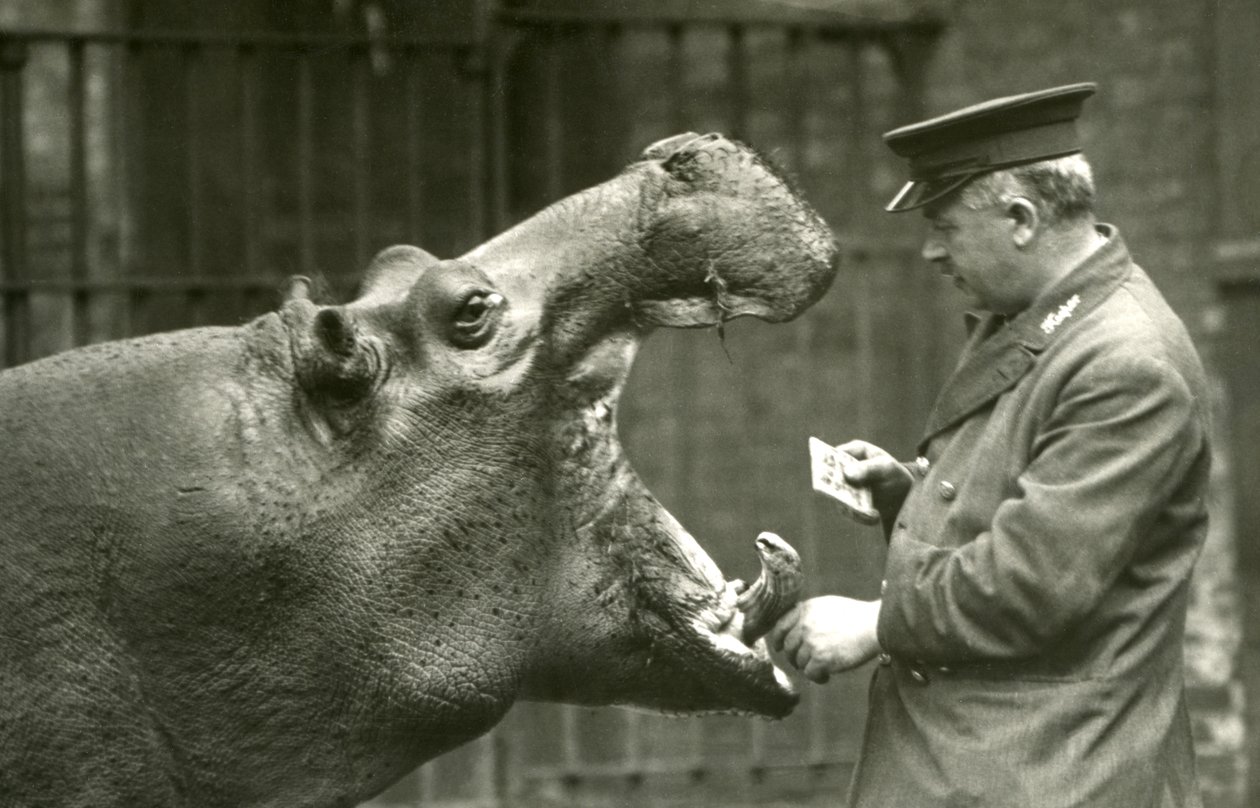 Hippopotamus Bobbie ja hoitaja Ernie Bowman, Lontoon eläintarha, 1927. tekijältä Frederick William Bond