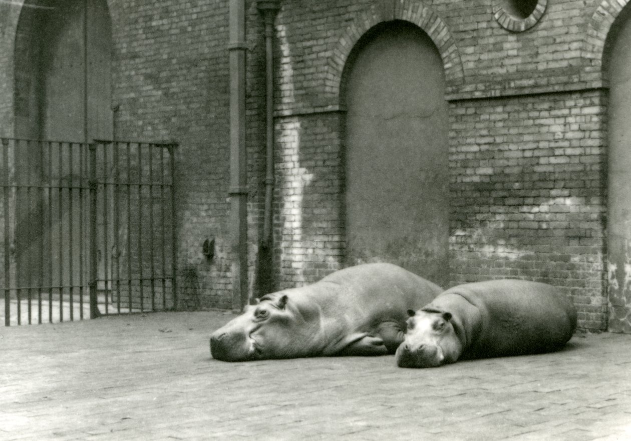 Hippopotamukset Bobbie ja Joan Lontoon eläintarhassa, heinäkuu 1923 (bw-kuva). tekijältä Frederick William Bond