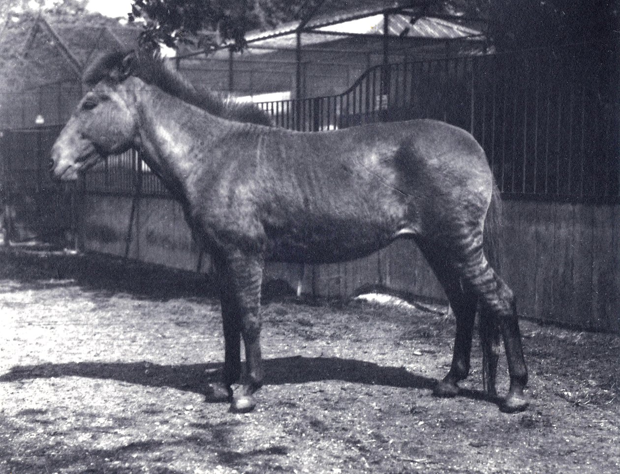 Hybridisebrahevonen Lontoon eläintarhassa heinäkuussa 1916 tekijältä Frederick William Bond