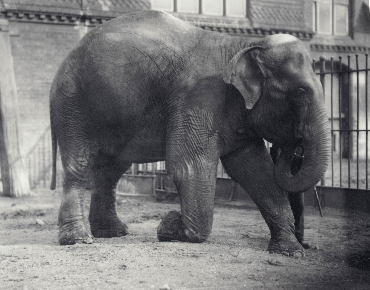 Intiaanielefantti, Assam Lukhi, polvistumassa vartijan kanssa Lontoon eläintarhassa, huhtikuu 1914 tekijältä Frederick William Bond