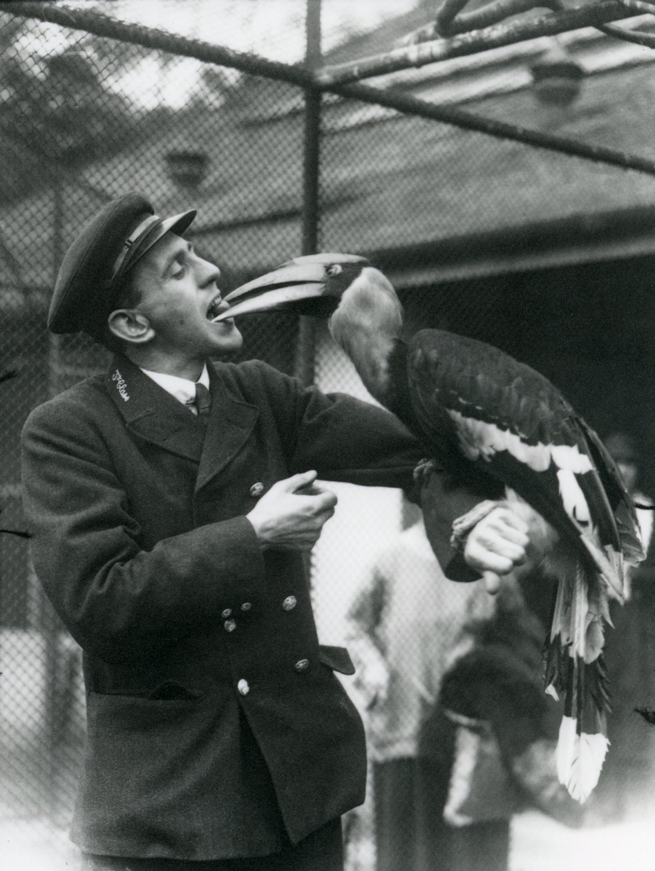 Vartija, T. Raggett ruokkimassa suurta intiaanisarvinokkaa hedelmällä suussaan. Lontoon eläintarha 1924 tekijältä Frederick William Bond
