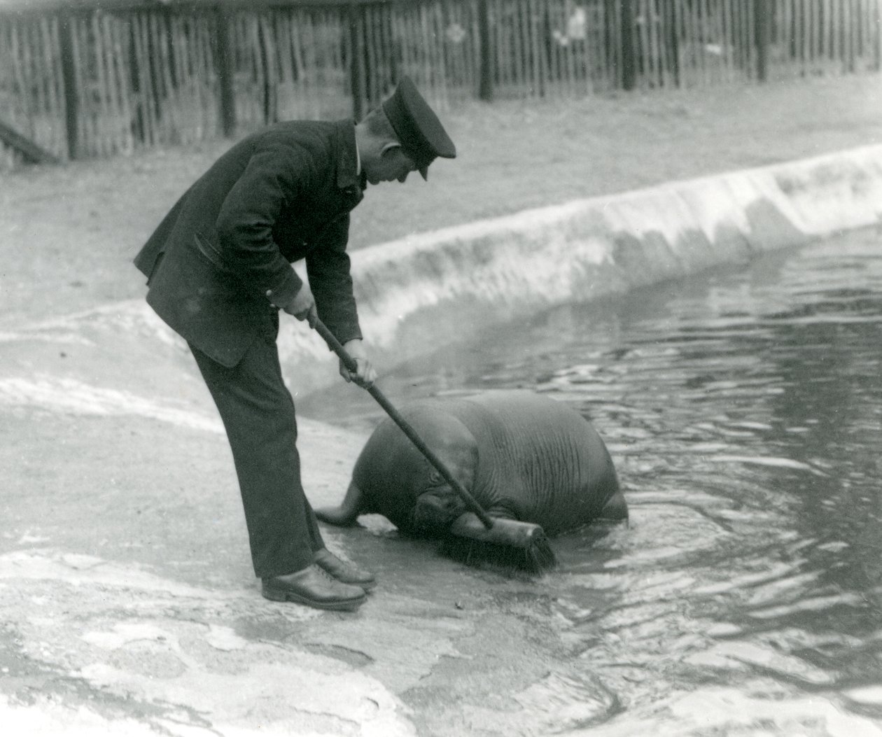 Vartija Arthur Chandler lakaisee Walrus-altaalla Lontoon eläintarhassa, 1924 tekijältä Frederick William Bond