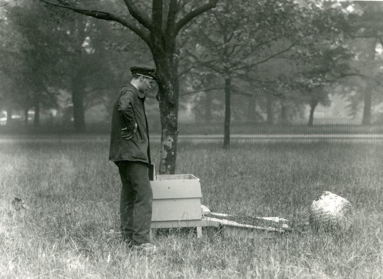 Keeper Brown siirtää mehiläisparveen Lontoon eläintarhassa heinäkuussa 1926 tekijältä Frederick William Bond