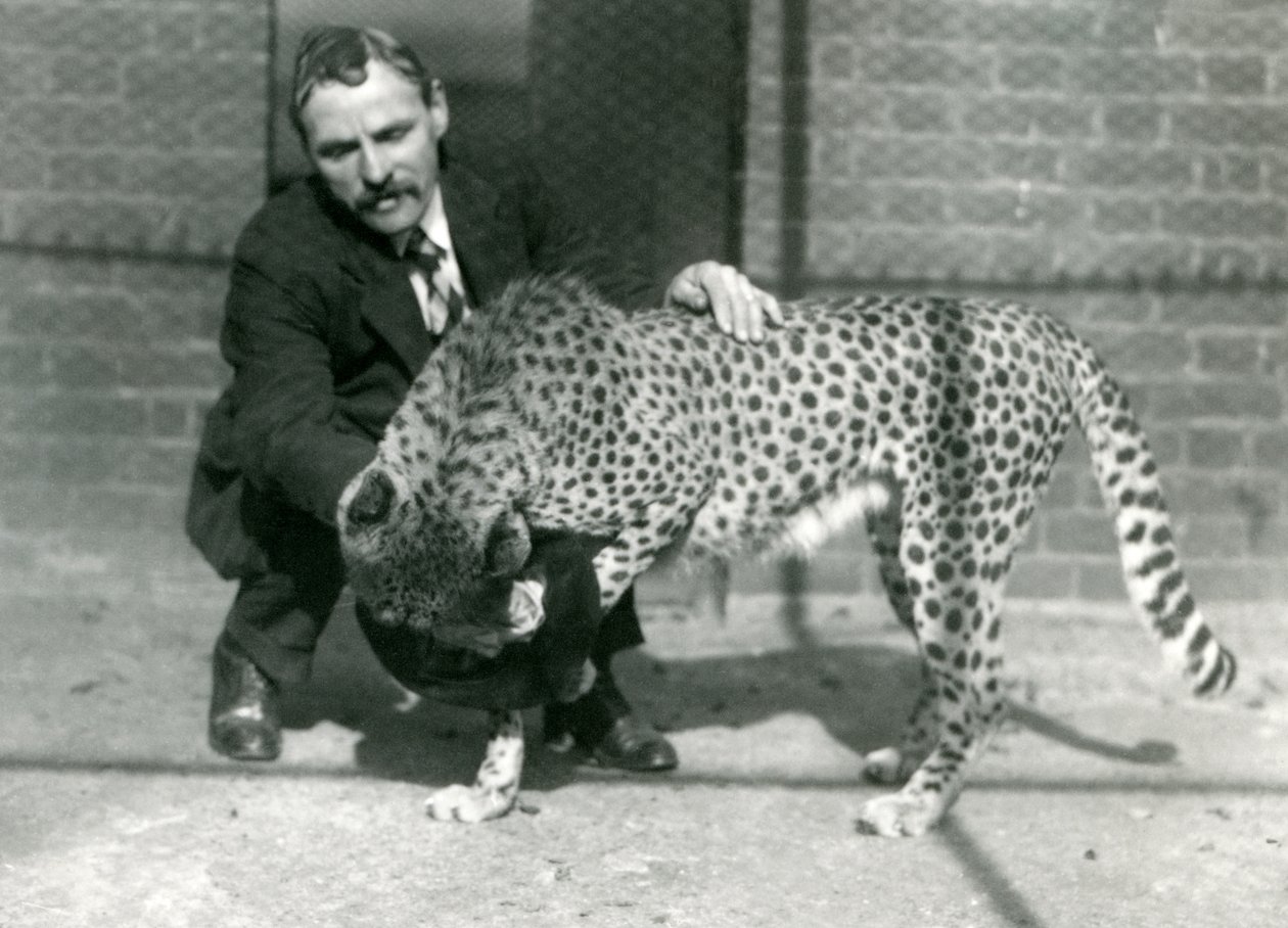 Vartija Charles Dixon leikkisän gepardin kanssa Lontoon eläintarhassa lokakuussa 1922 tekijältä Frederick William Bond