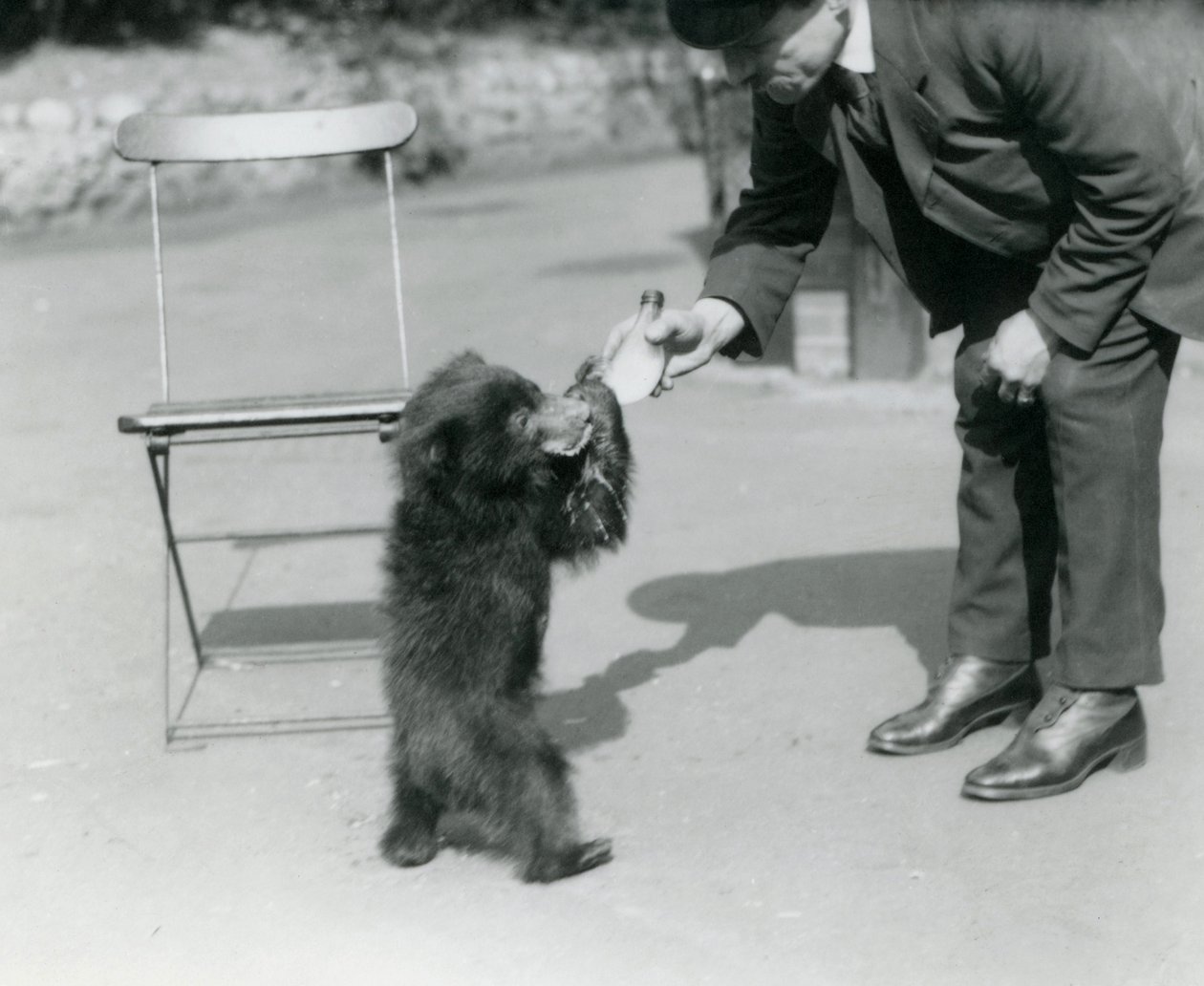 Vartija Harry Warwick -pullo ruokkii Sloth Bear -pentua Lontoon eläintarhassa elokuussa 1921 tekijältä Frederick William Bond