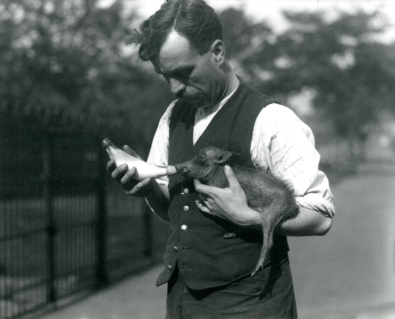 Vartija Harry Warwick -pullo ruokkii Warthog-vauvaa Lontoon eläintarhassa elokuussa 1922 tekijältä Frederick William Bond