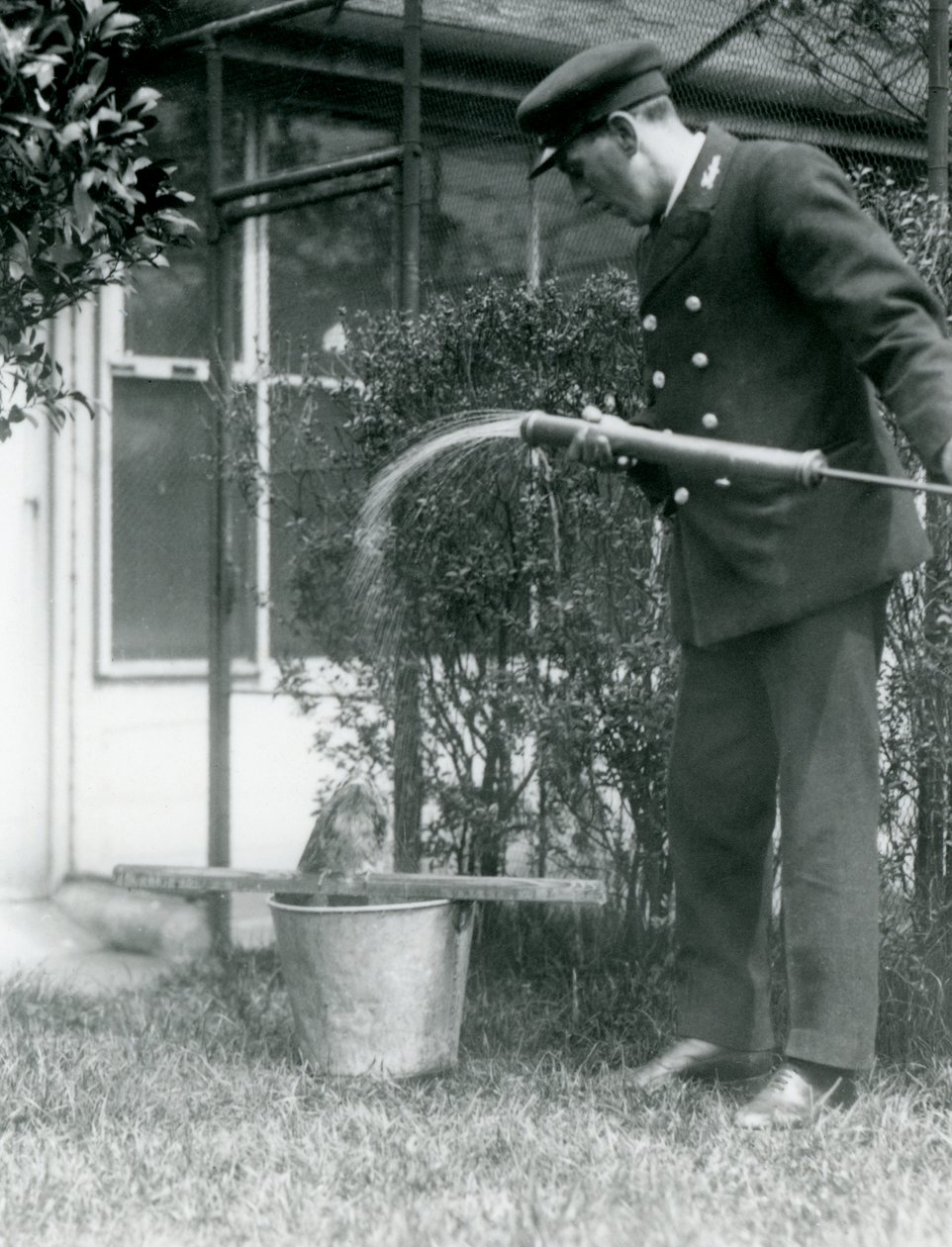 Vartija Thomas Raggett suihkuttaa Tawny Frogmouthia Lontoon eläintarhassa, 1924 tekijältä Frederick William Bond