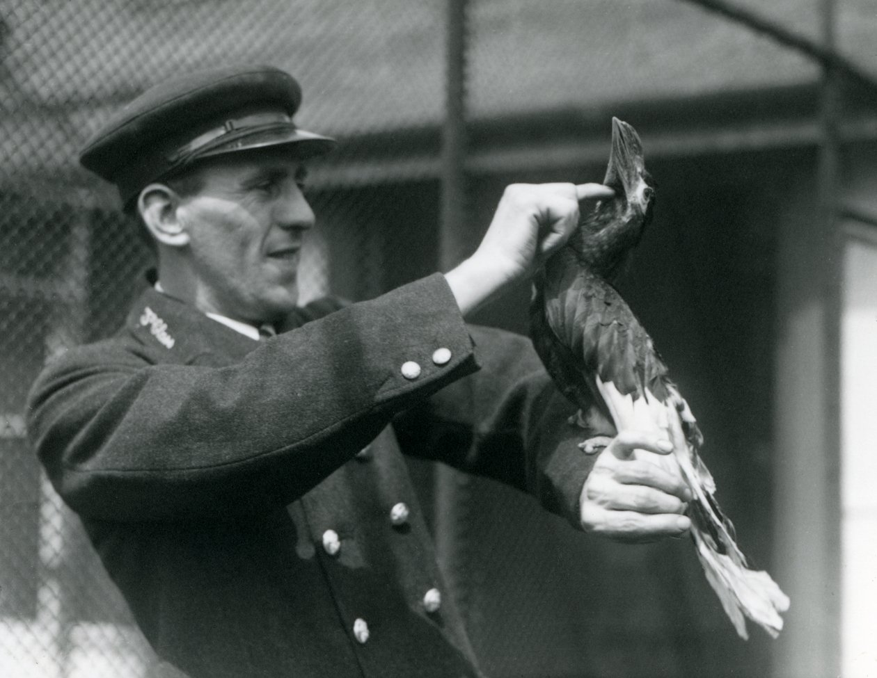 Vartija, Thomas Raggett, silitti suurta intiaanisarvinokkaa sen laskun alla Lontoon eläintarhassa, 1924 tekijältä Frederick William Bond